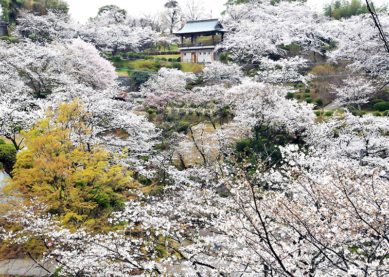 桜_8-02九州_菊池公園2