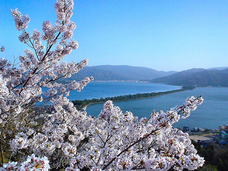 桜_5-03海の京都提供_天橋立昇龍観