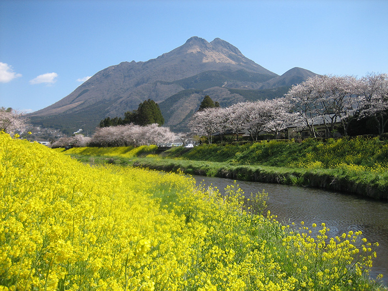 桜_8-03湯布院観光協会提供_湯布院